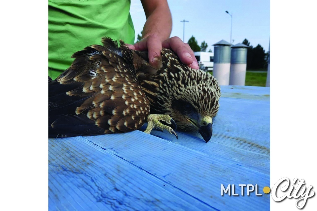 Клюв у коршуна мощный, но птица вела себя спокойно