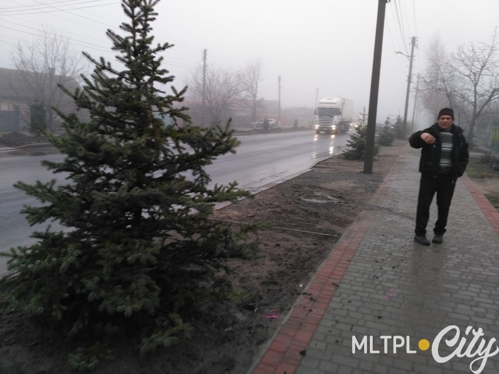 Горожане переживают, выживут ли деревья