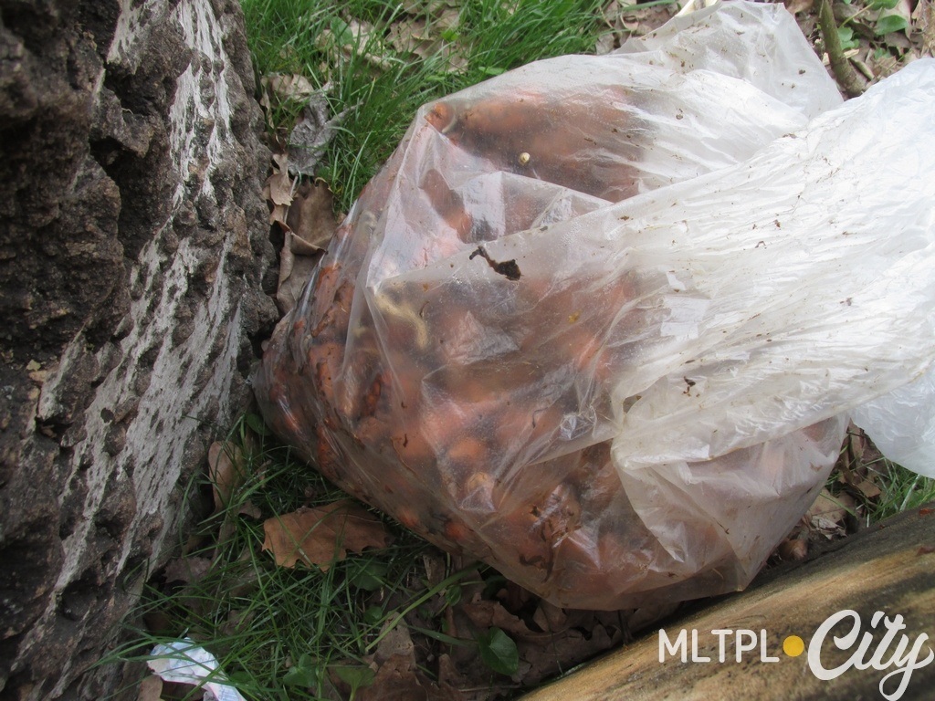 А кто-то вынес сюда пакет с... морковкой