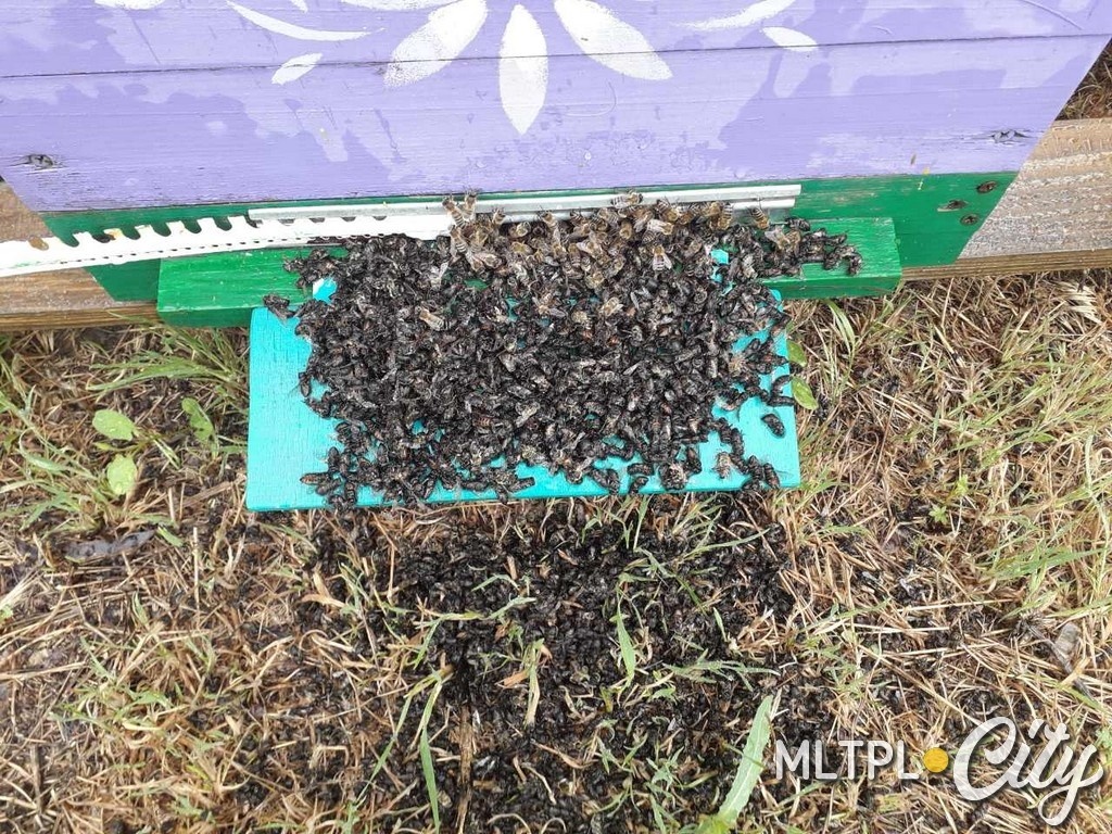 Причина массовой гибели пчел - отсутствие связи и оповещения аграриями пчеловодов