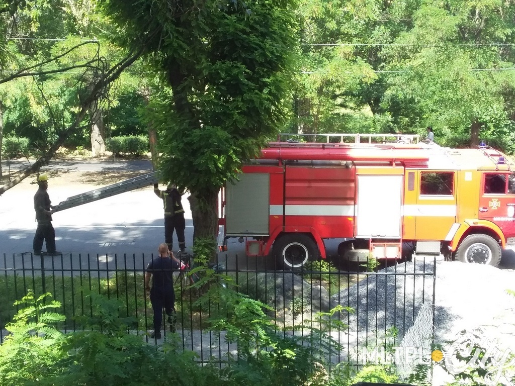 Спасатели достали из машины раздвижную лестницу и спасли пушистого малыша