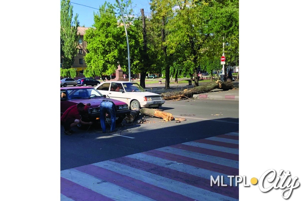 Клен упал неожиданно, едва не повредив движущийся автомобиль. 