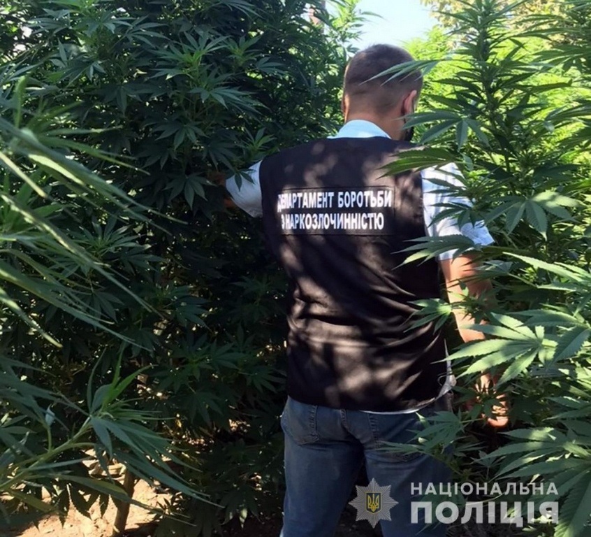 Кусты конопли -  словно деревья 