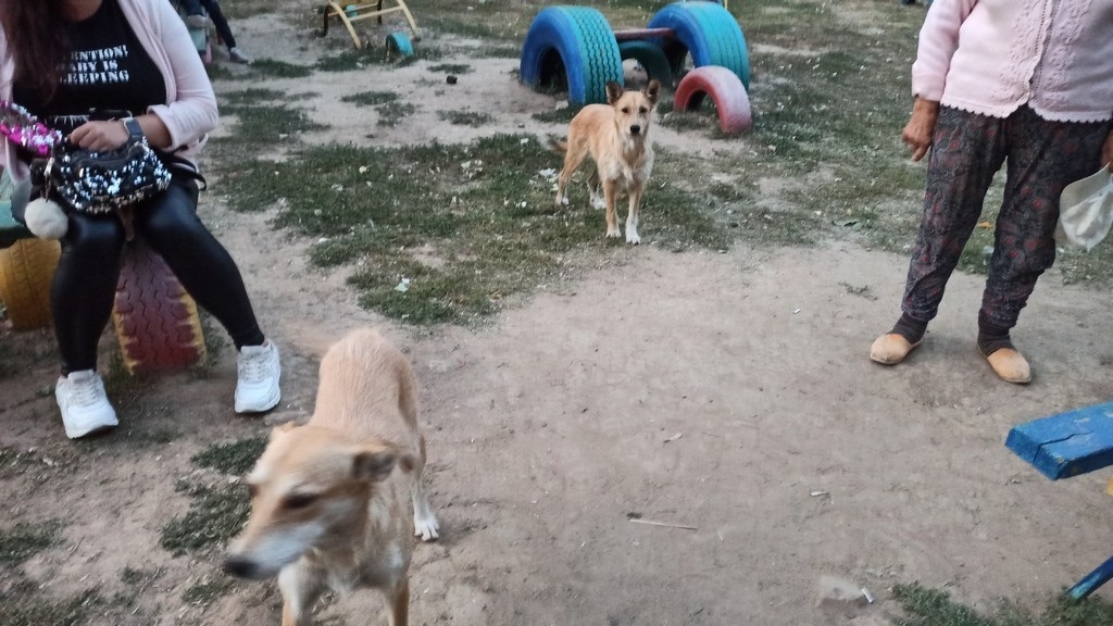 Бродячие псы вольготно чувствуют себя не только во дворе, но и на детских площадках
