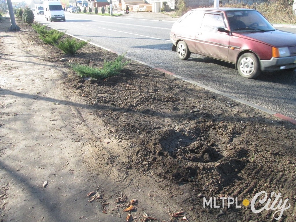 Один куст можжевельника уже украли