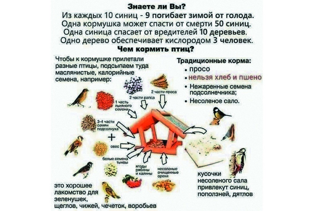 Надо кормить пернатых так, чтобы не навредить