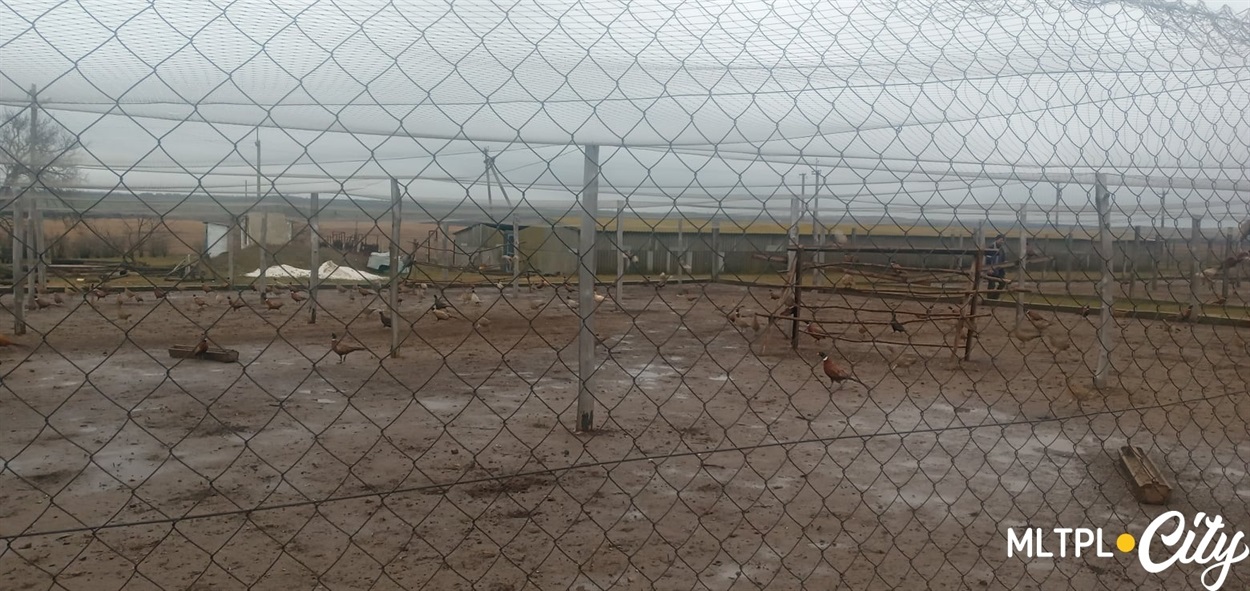 Первая партия фазанов из Днепропетровской области, вторая приобретена в Запорожской области