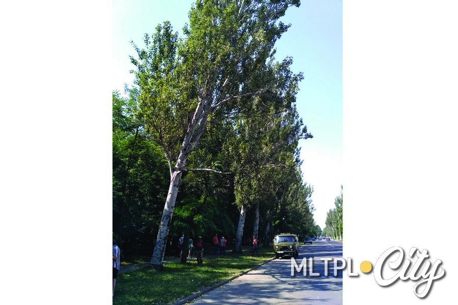 Рядом находятся такие же накренившиеся тополя