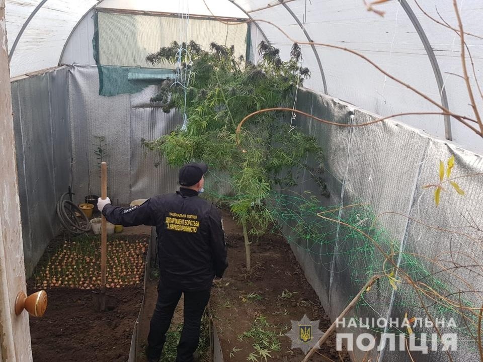 На  участке в теплице полицейские обнаружили и изъяли куст конопли с признаками культивации 